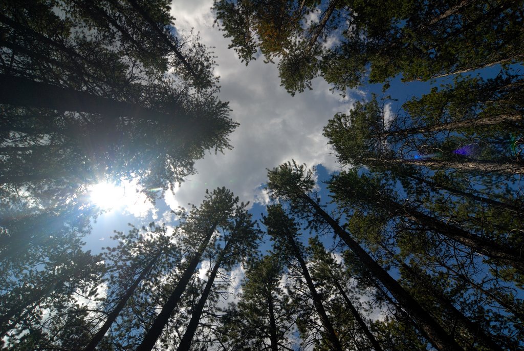 Banff - Looking Up by Paul Schneider