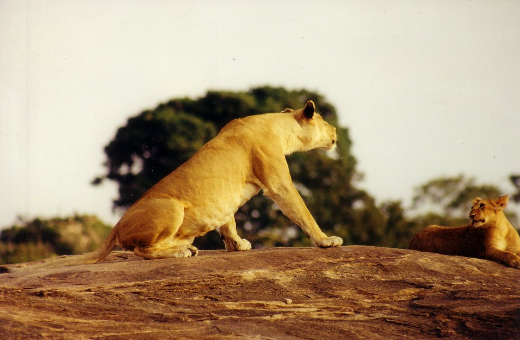 Lioness & cubs by Henry.C.M.James