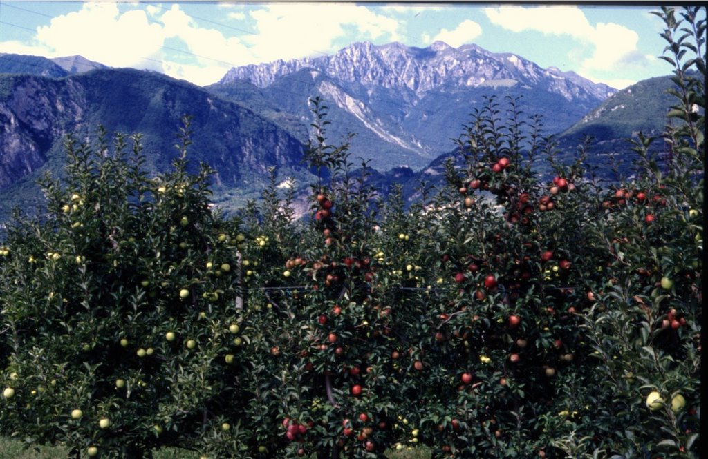 1994: Riva del Garda - appels en bergen by joop.straatman