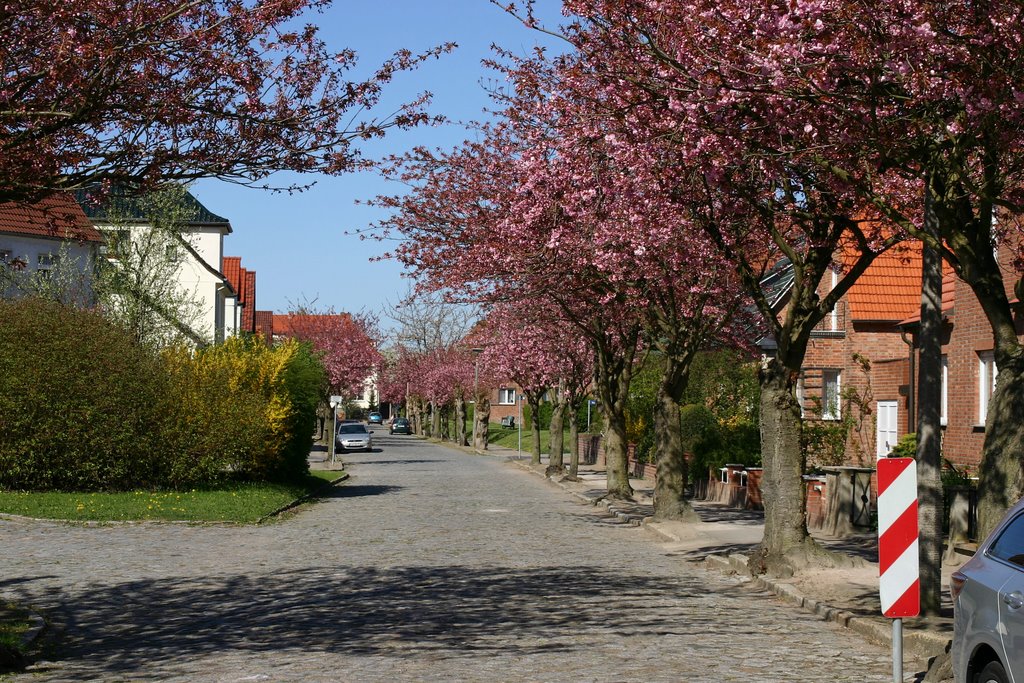 Heinrich-Borwin-Straße by gerdoloff