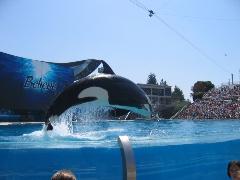 Shamu performing at Sea World San Diego by KatieFeldmom