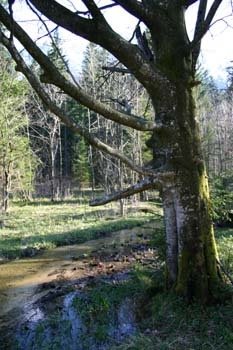 Wanderweg am Taferklaus See by Josef Gantner