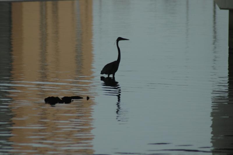 Heron by F RIM