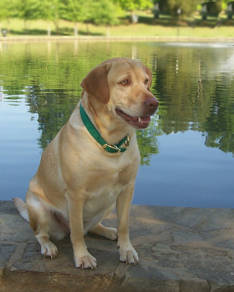 Marley at Freedom Park by Dana Reynolds