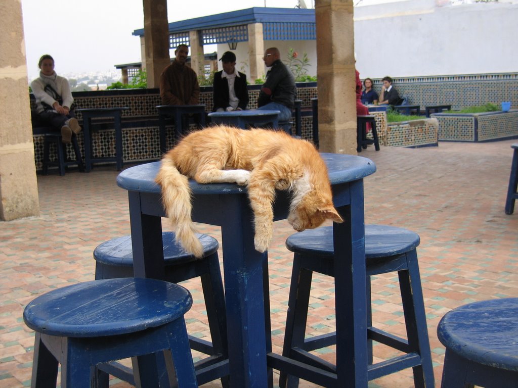 Sleeping Kitty in Rabat Kasbah by shuribear