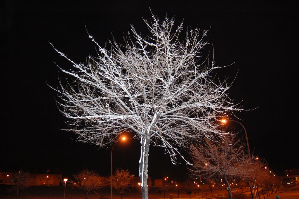 Arbol nevado by Pablo Parrondo