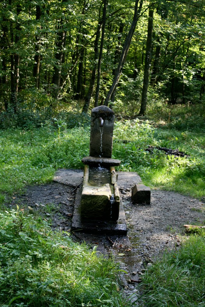 Forêt de Champenoux - Tranchée St-Paul - La Fontaine des Poilus by fmartin1954