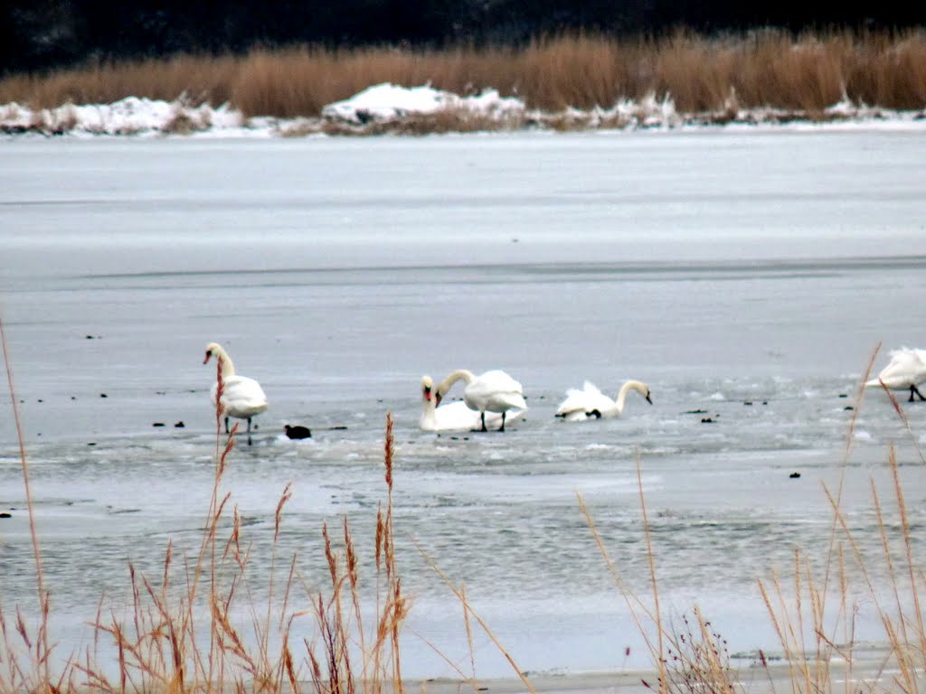 Rügischer Bodden - Schwäne auf dem Eis by mimi.handorf