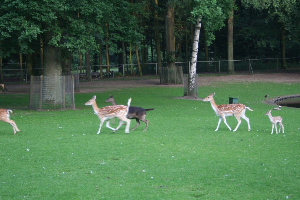 MOLENWIJK DIERENPARK MADE BY RICHARD VAN DEN BRINK by Richard van den Brink, Jobri's Gallery