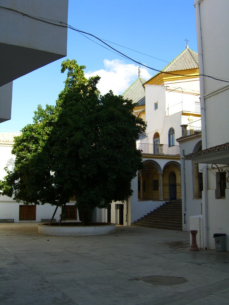 Aguacatero en el patio del Instituto Gaona by Juanjo Soriano Garcí…