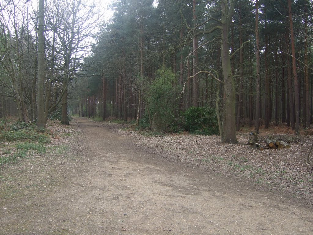 Black Park, Near Fulmer by David Howkins