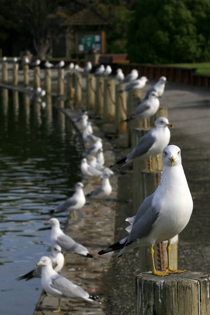 Resting Gulls, Duck Pond, Palo Alto, California by davidcmc58