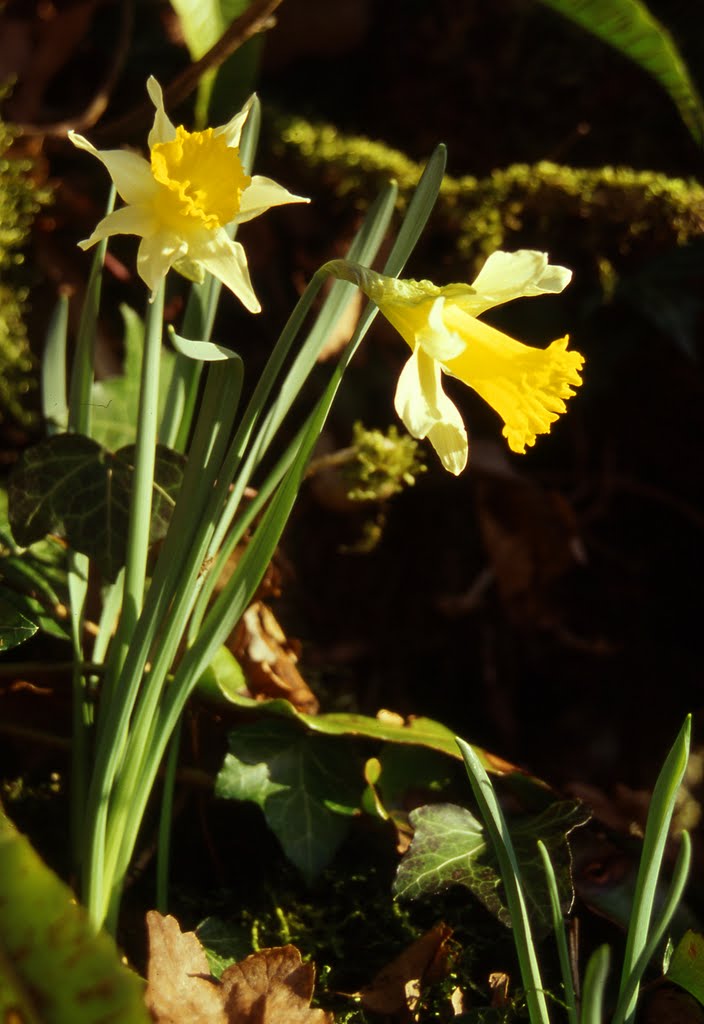 Flore:Narcissus pseudo-narcissus by Alain TREBOZ