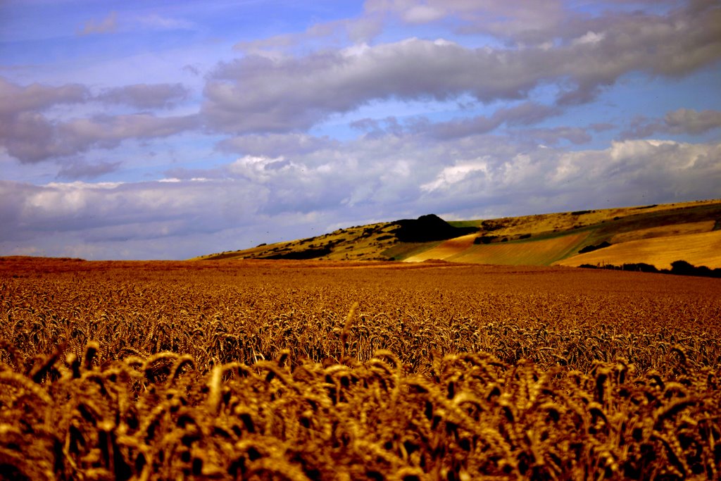 Picture in the fields by Sam Asaert