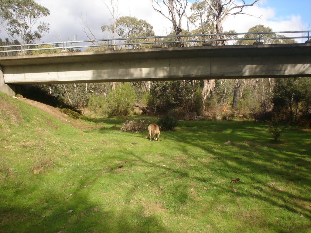 Bridge over Swampy Plains River at Geehi by James (Jimbob) Peat.