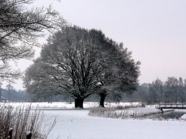 Oaks in winter jan. 2010 by terhaar