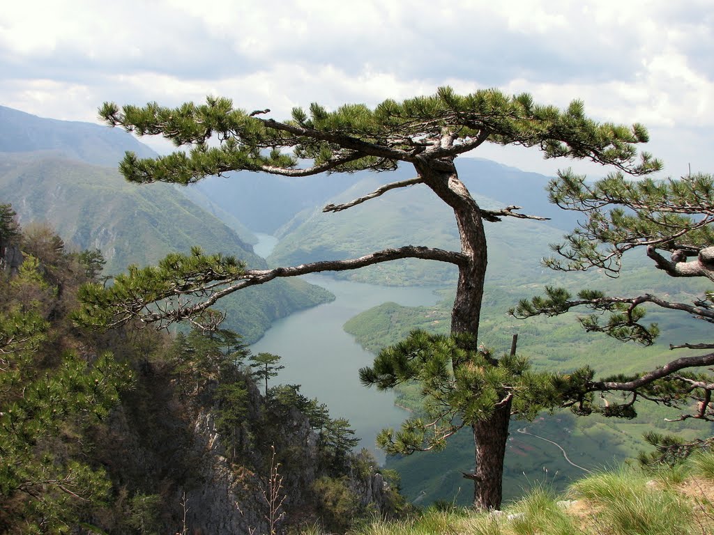 Banjska Stena, pogled na Drinu; Banjska cliff, Drina river view by Igor Simic