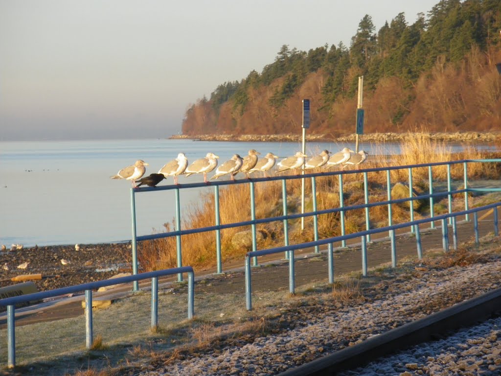 Sunrise friends, White Rock, British Columbia, Canada by pathcan