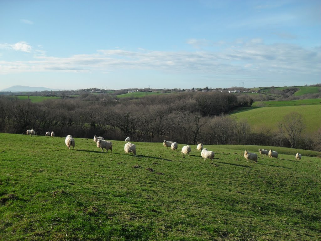 Les moutons by david ollagnon