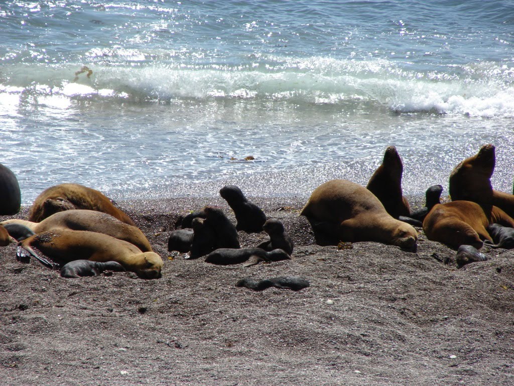 "Lobos Marinos" con sus "Lobitos" "Peninsula Valdes" "Chubut" "Arg" by Omar Gobbi