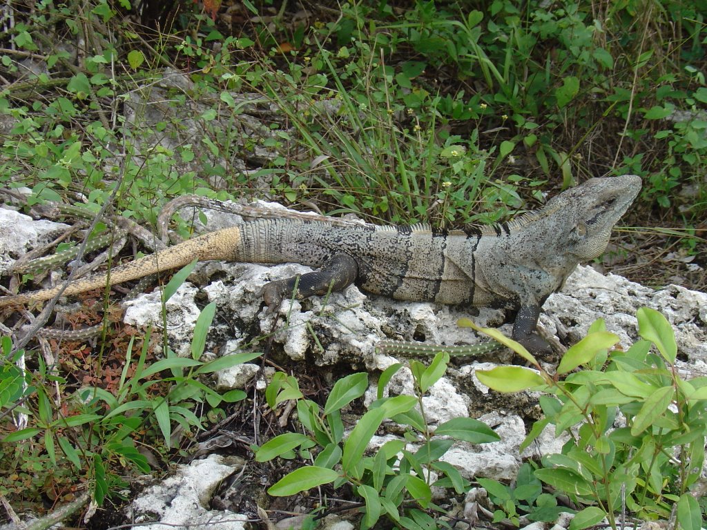 Iguana near Gran Cenote by Rudolf Walther