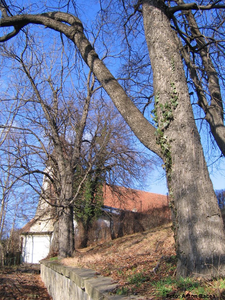 Biserica protestantă, Braşov, Transilvania, ian.2010 (Foto: Anton Bacea) by Anton Bacea