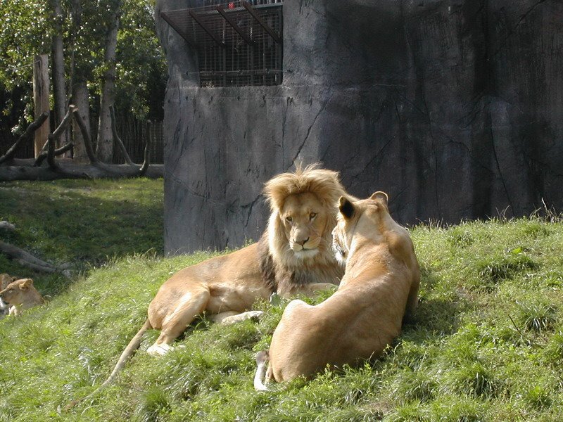 Lazy Lions 2 by Søren Holm