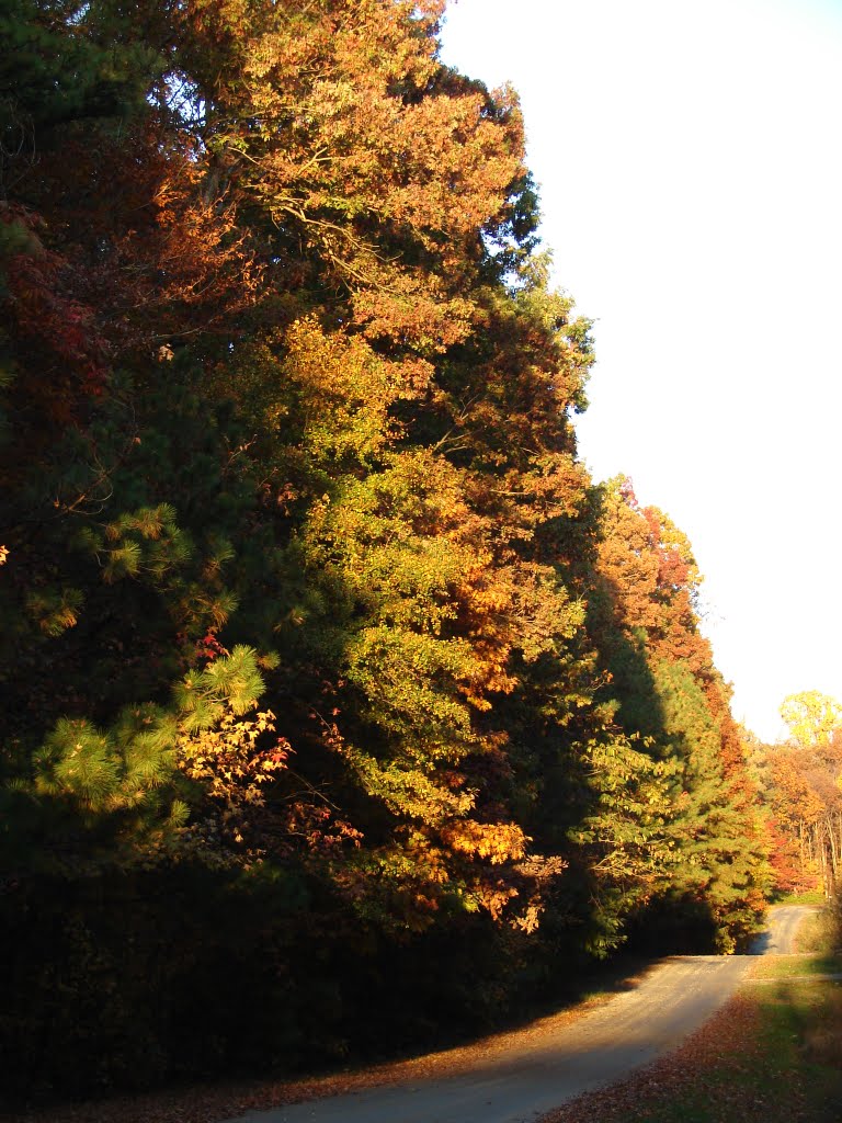 Sun shining on fall leaves by pgmark