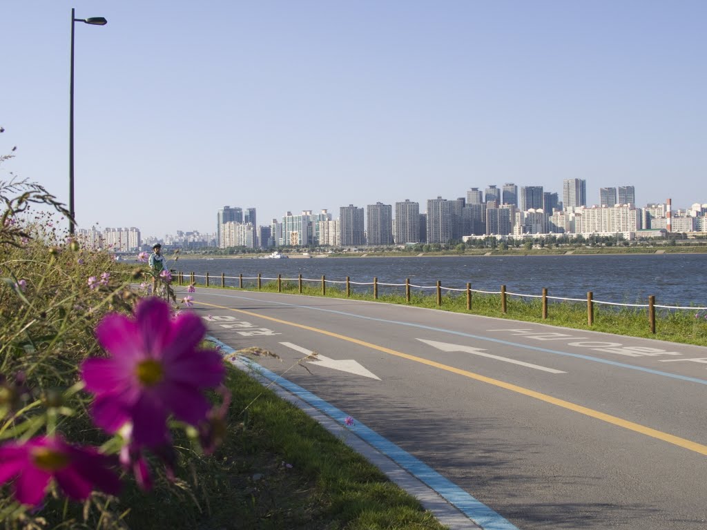 Cosmos Flowers on Riverside by inomusay