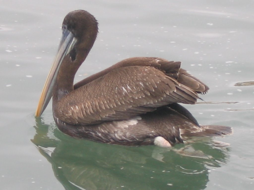 Pelecanus occidentalis by Rubén Arturo Guzmán …