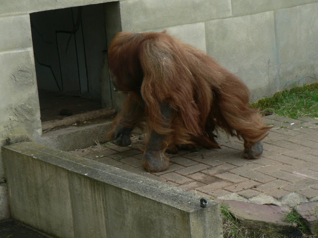 Major l'ouran outan, le doyen du Zoo de la Boissière by Erwann Rouziou