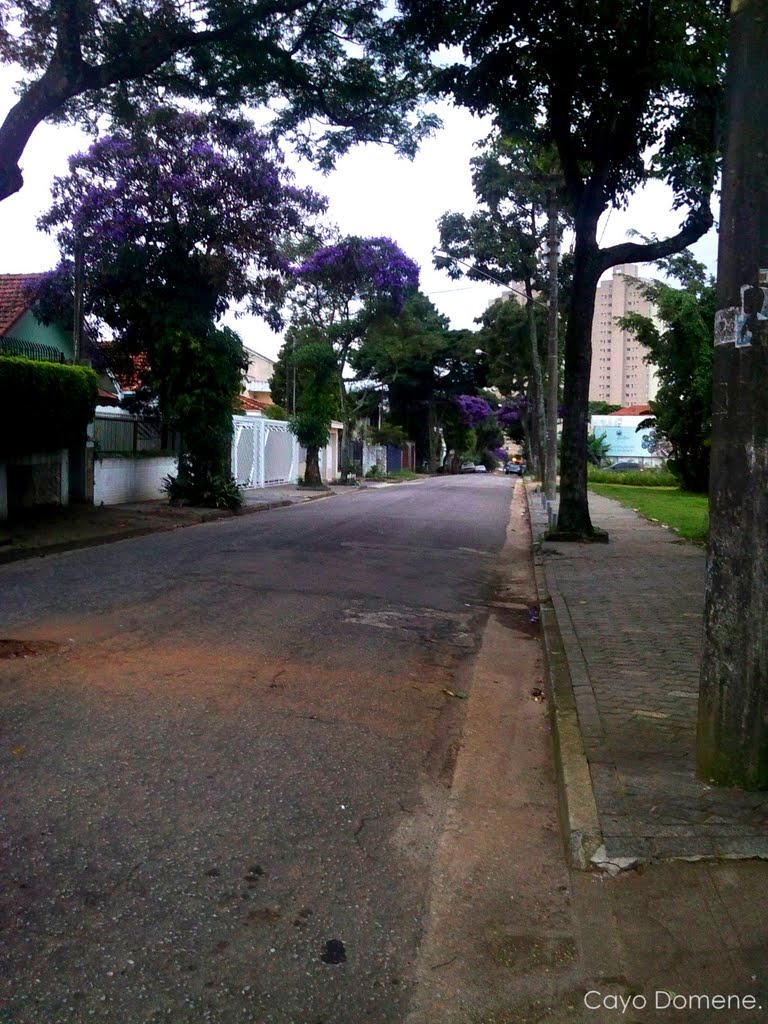 Bairro Campestre; Rua Vitória Régia. by Cayo Domene