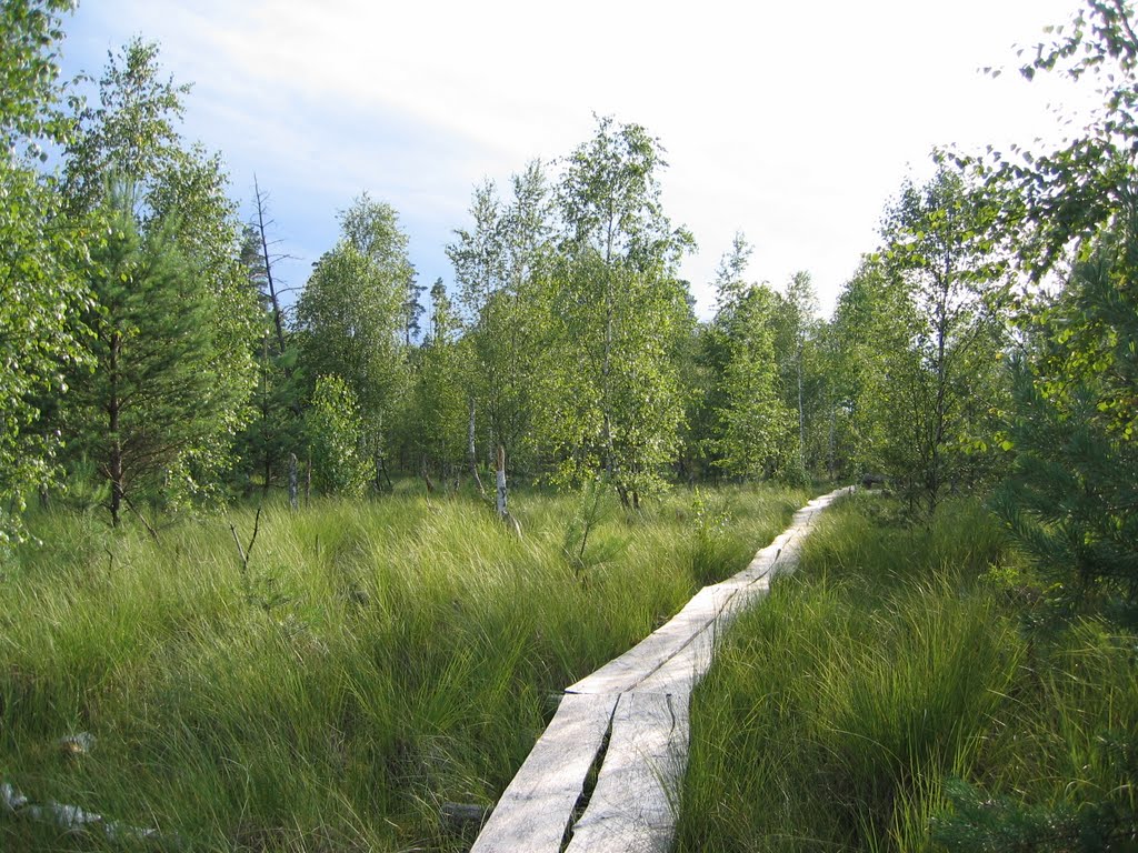 Path at Dubrava swamp by Giedrius Lukosevicius