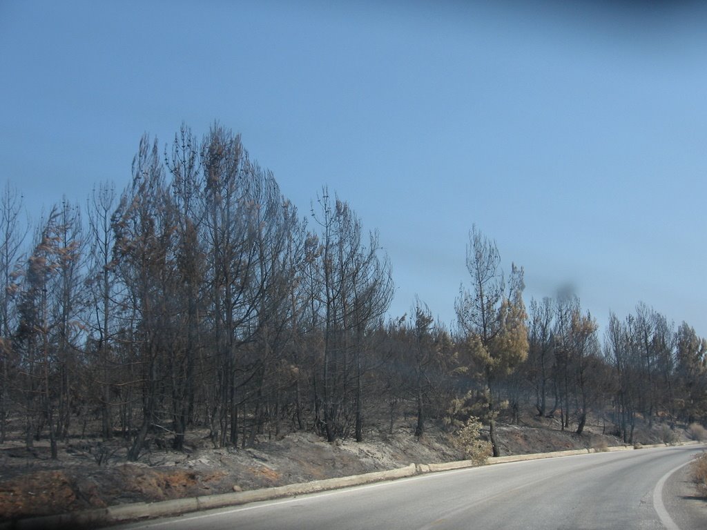 Pelion Burnt Forest by dmon