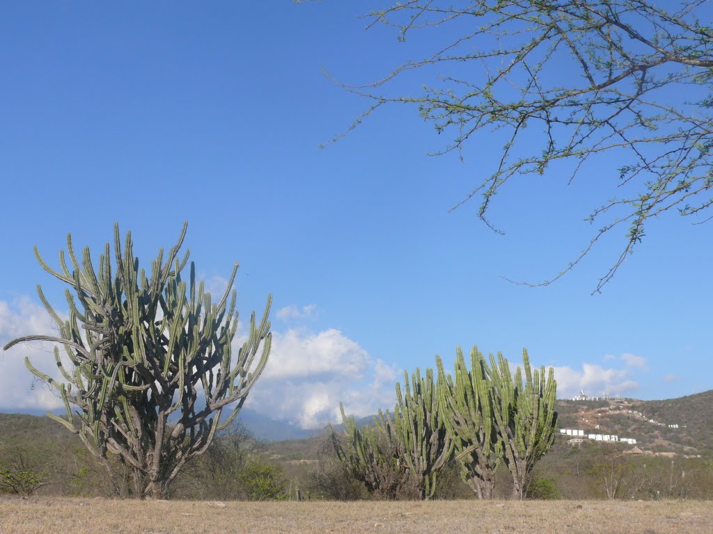 Corredor Seco Guatemalteco by Edinilson De Leòn