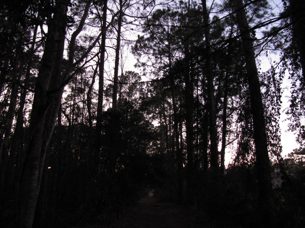 Nature trail through the woods at sunset by © Justin Haynes