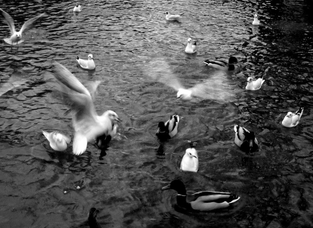 Birds in Parc Monceau, Paris by Simon Argus