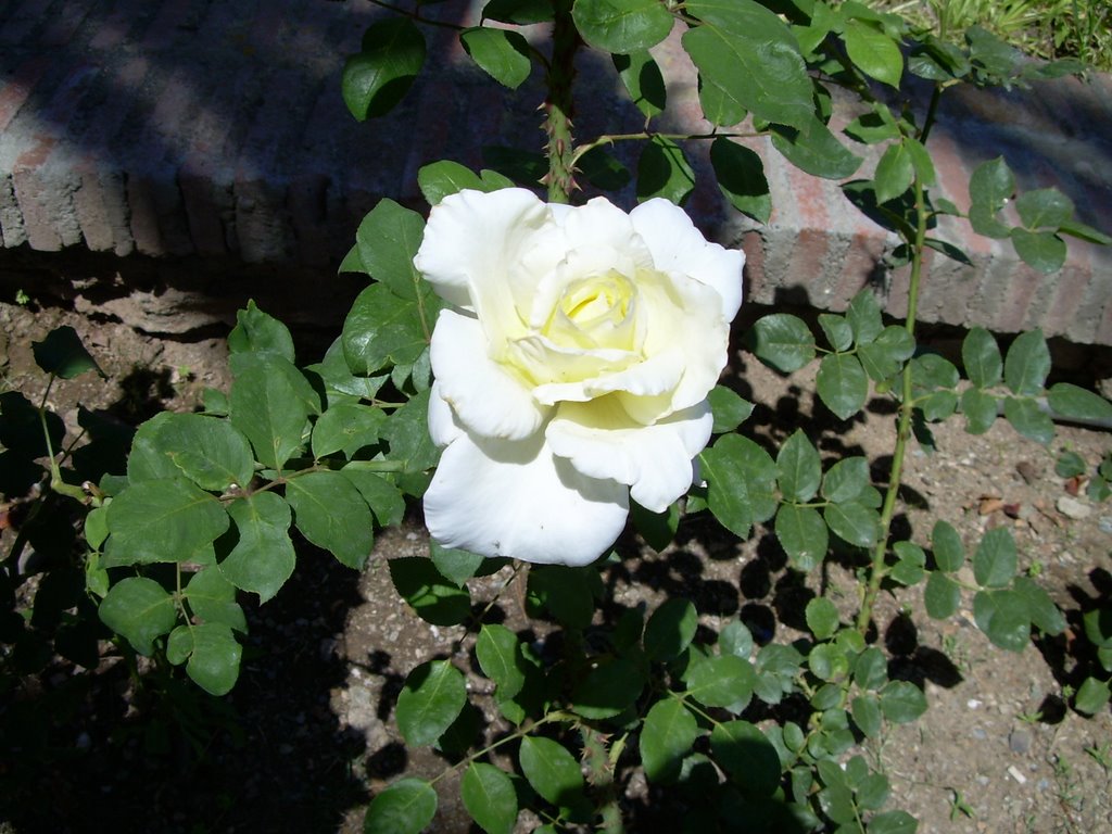 Rosa Blanca Motril by Juanmi Rod