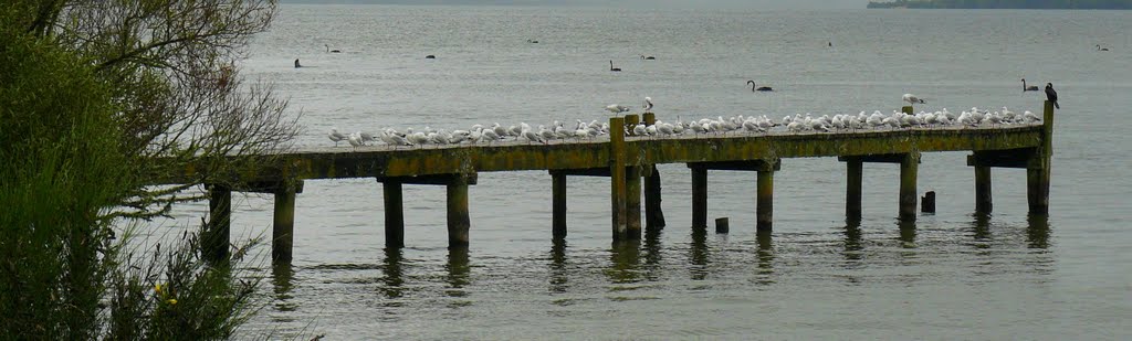 Lots of Sea Gulls by chrismabey