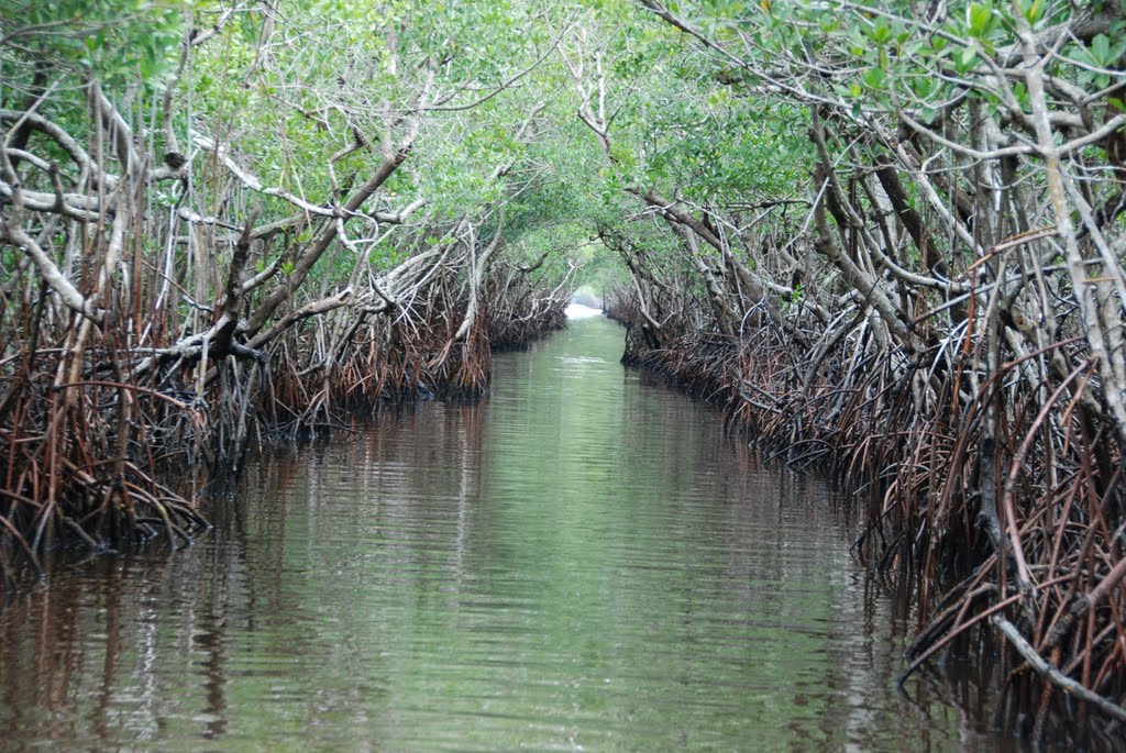 Everglades Florida by KasiaKrasniak