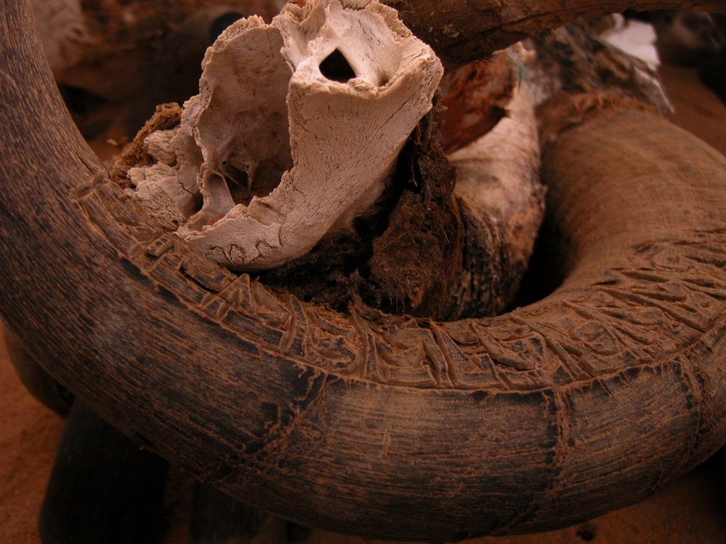 A pile of goat horns near the Friendship Highway by Philipp Gaertner