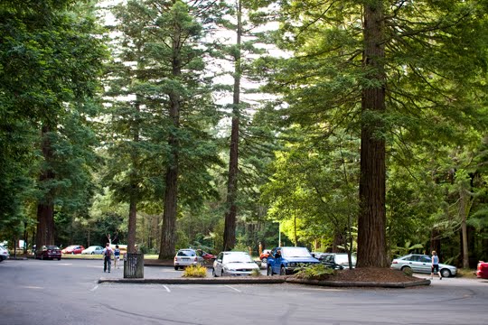 Redwoods, Rotorua by Gina_O