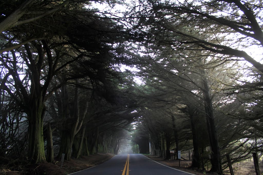 Tree-covered road just north of fort bragg by Bob Virk