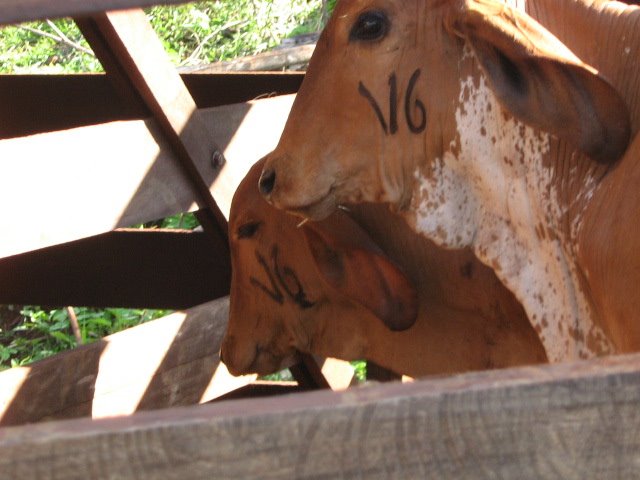 CowsOfGoias by caiomendes