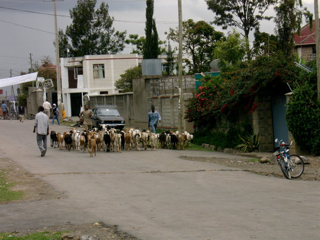 Ethiopian Farming by Timmytor