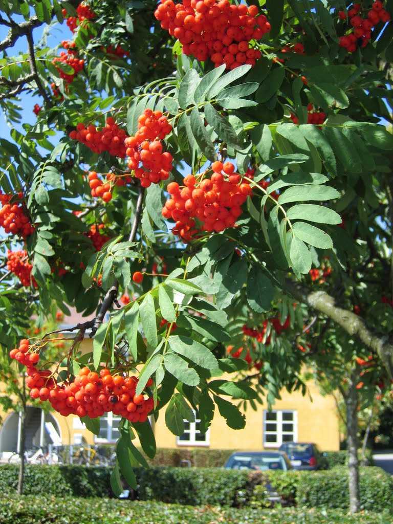 September i Frichsparken, Åbyhøj by leawinther