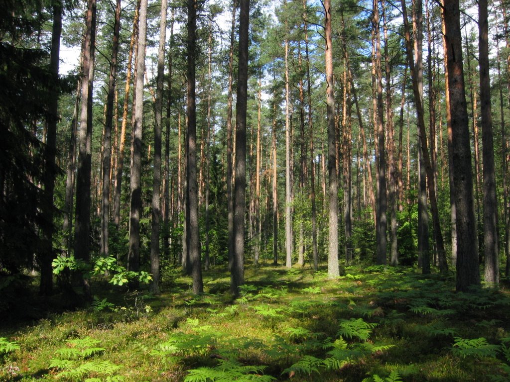 Sunny forest at Lekėčiai, Lithuania by Alfas.Pliura