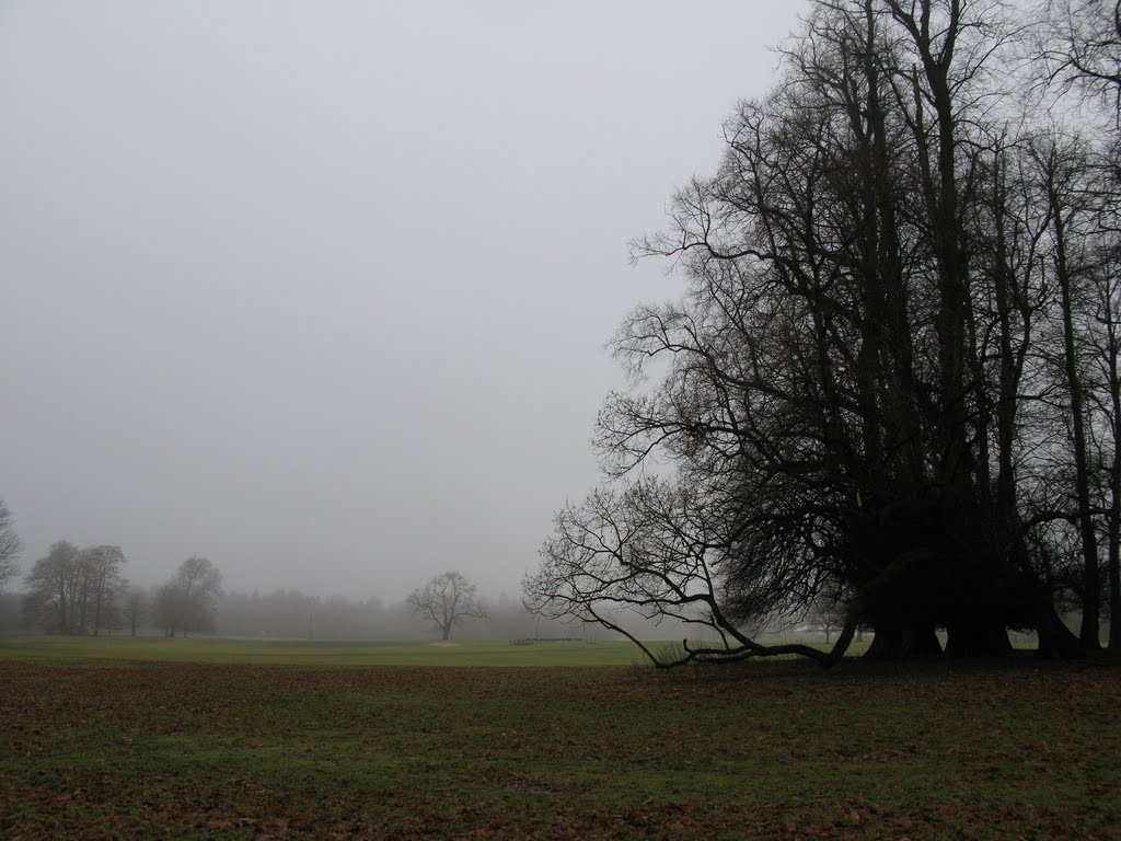 A cold damp mist hangs over Tatton by Lesley Rigby