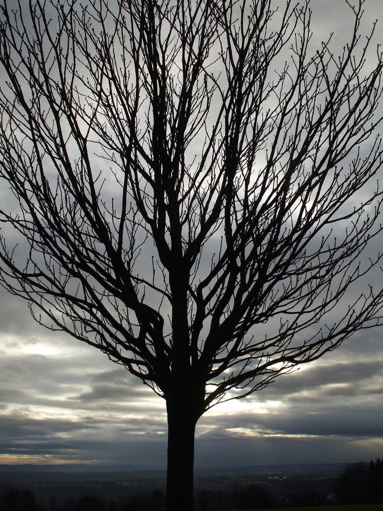 Original "Evening Tree" by Klaus Dieter Ruck