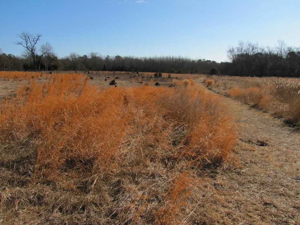 Cape May NWR Cedar Swamp Trail by Chris Sanfino